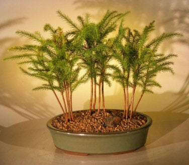 Norfolk Island Pine Bonsai Tree Three (3) Tree Forest Group (araucaria